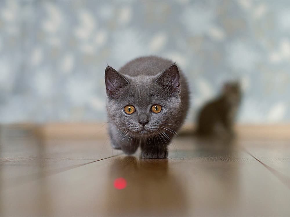 Get to the Point: Can Cats Play With Laser-Pointer Toys?