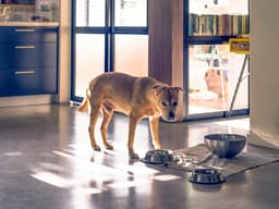 Your Pet’s Behavioral Issues Might Be All in Their Gut