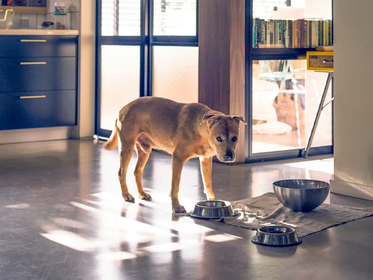 Your Pet’s Behavioral Issues Might Be All in Their Gut