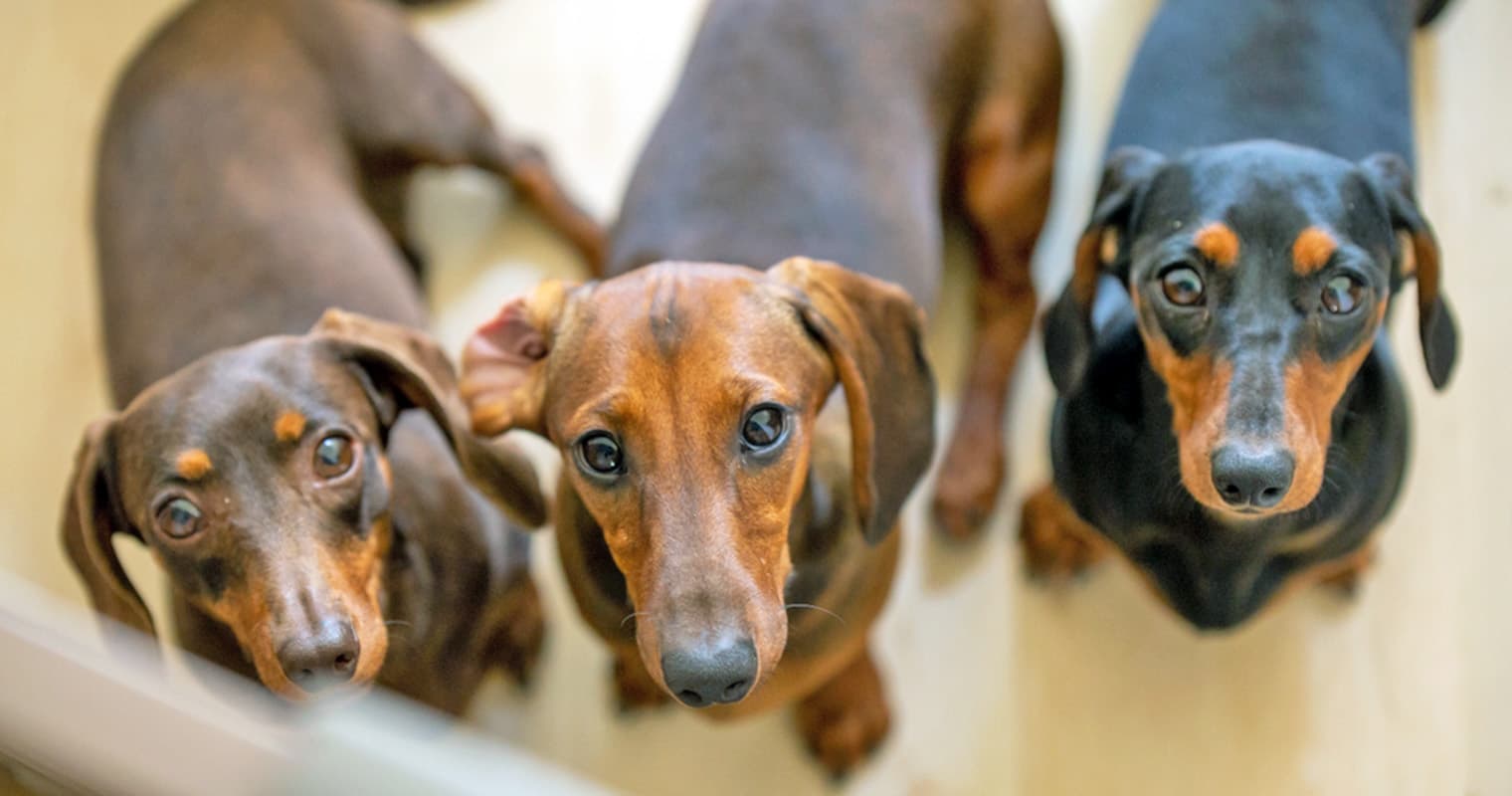 Should I Adopt From a Breed Rescue?