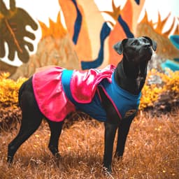 Do Dogs Like Halloween Costumes? How to Dress Them Up So They Don’t Hate It