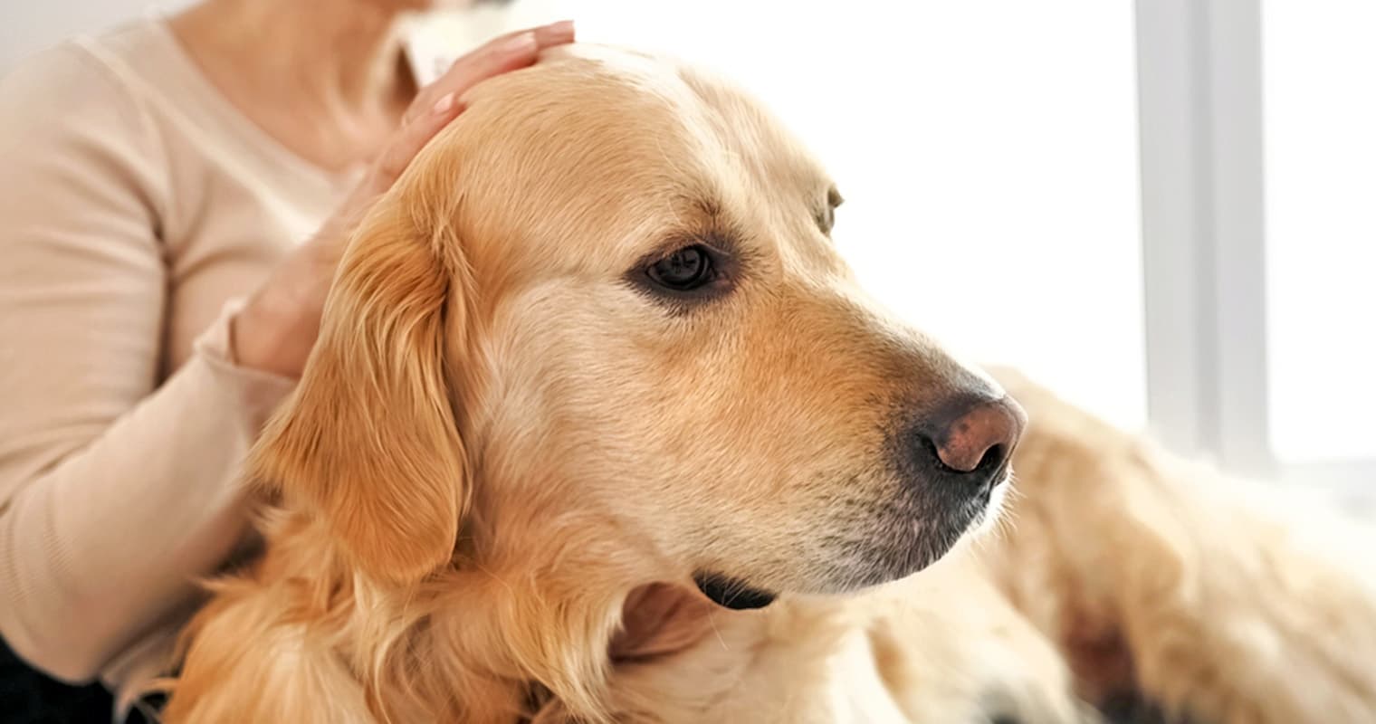 What Does It Mean to Surrender a Golden Retriever?