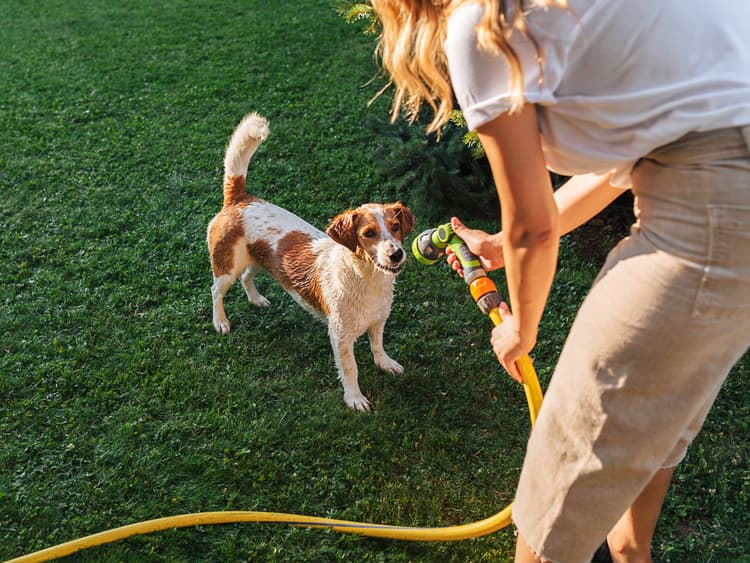 How to Keep Your Dog Safe From Heatstroke This Summer