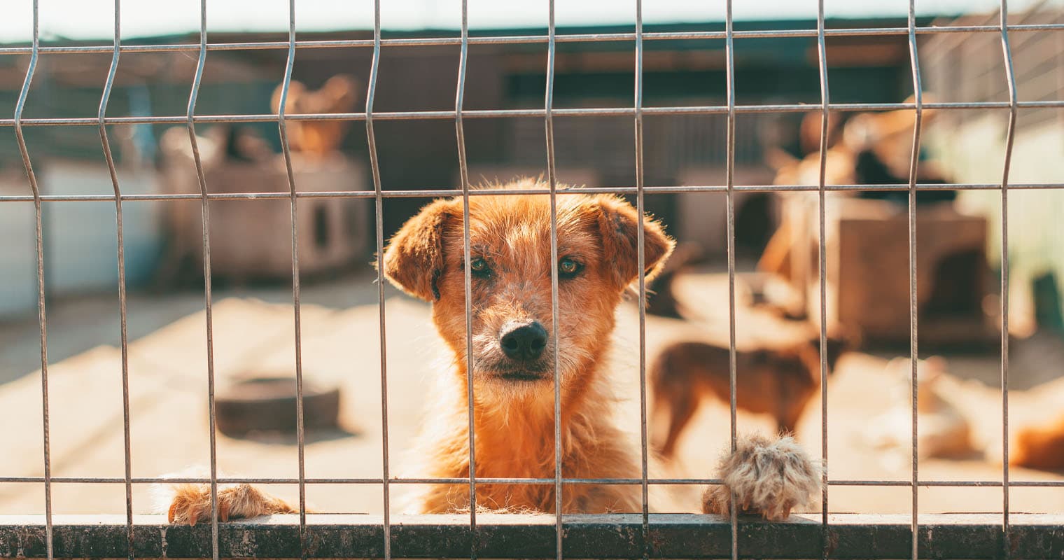 How Bad Is Pet Overpopulation?