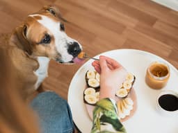 Can Dogs Eat Peanut Butter?