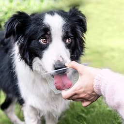 Can You Give Dogs Pedialyte?
