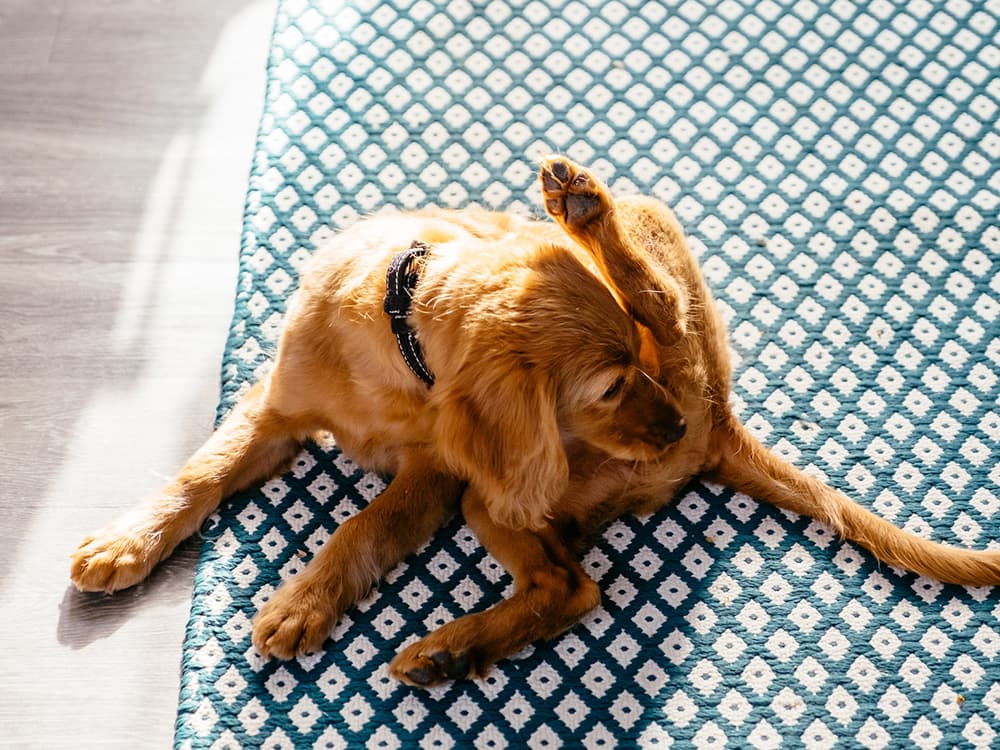 Treatment for Your Dog’s Bleeding Anus: Home Remedies and Medical Options