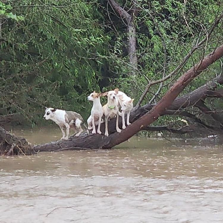 How to Help Dogs and Cats Affected by Hurricane Fiona