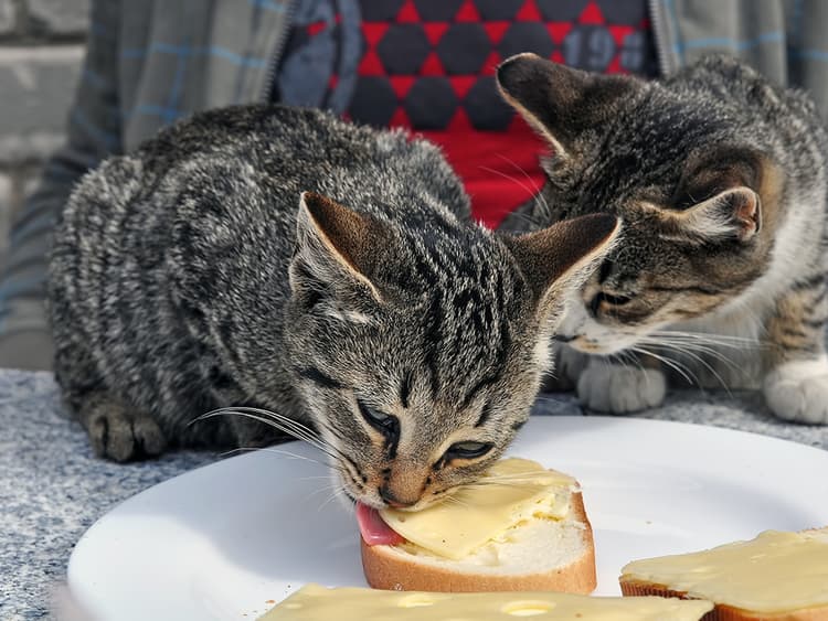 You Should Not Invite Your Cat to Your Fancy Cheese Party