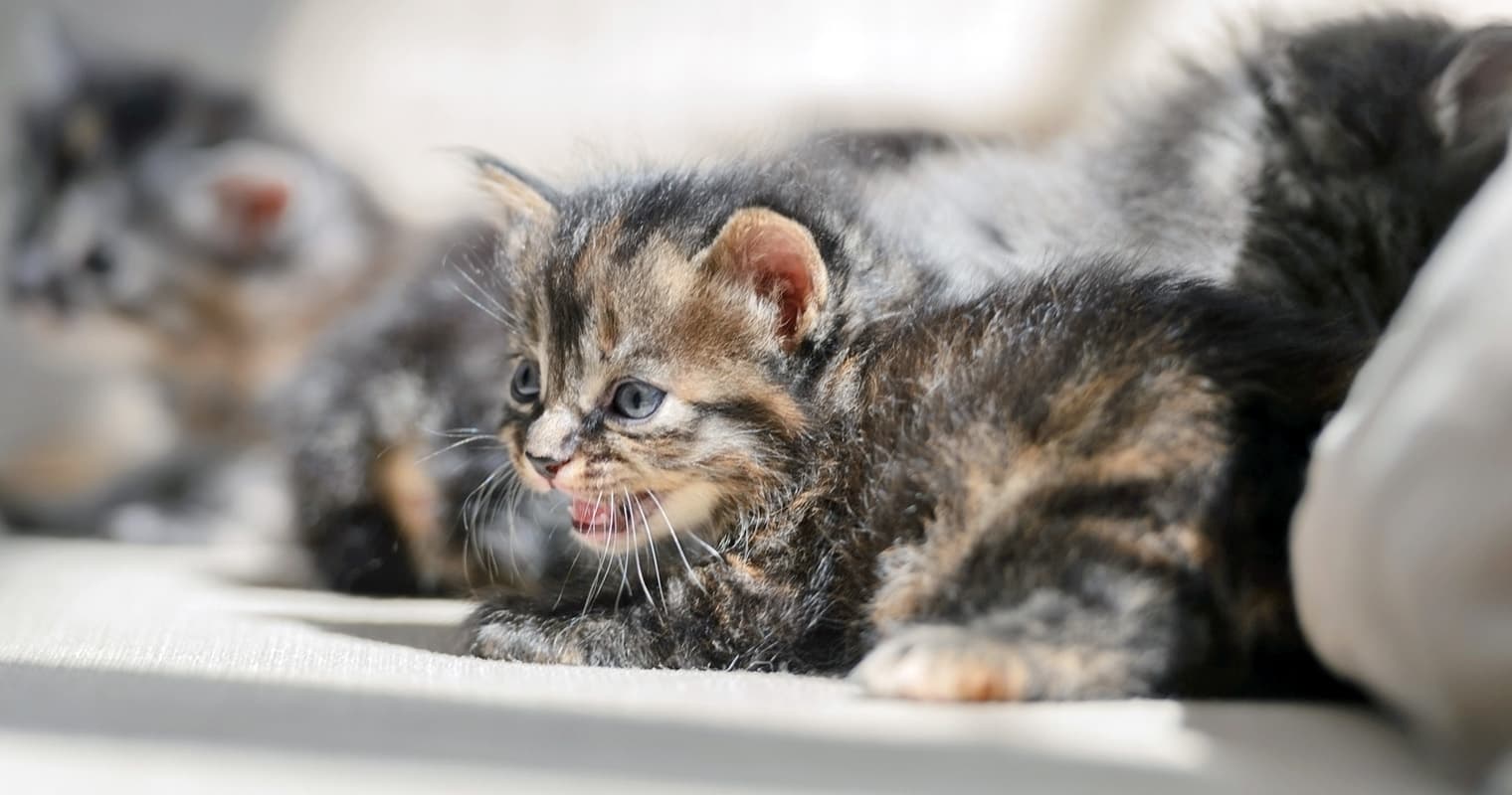 What to Do if Your Kitten Has an Upper Respiratory Infection