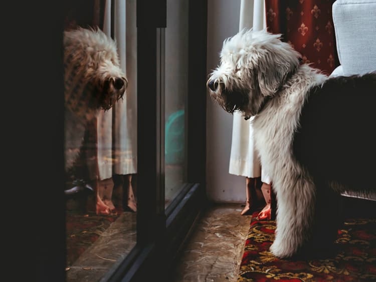 Why Does Your Dog Pace at Night?
