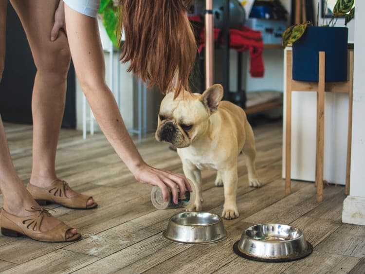 You’re Probably Not Washing Your Dog’s Bowl Enough
