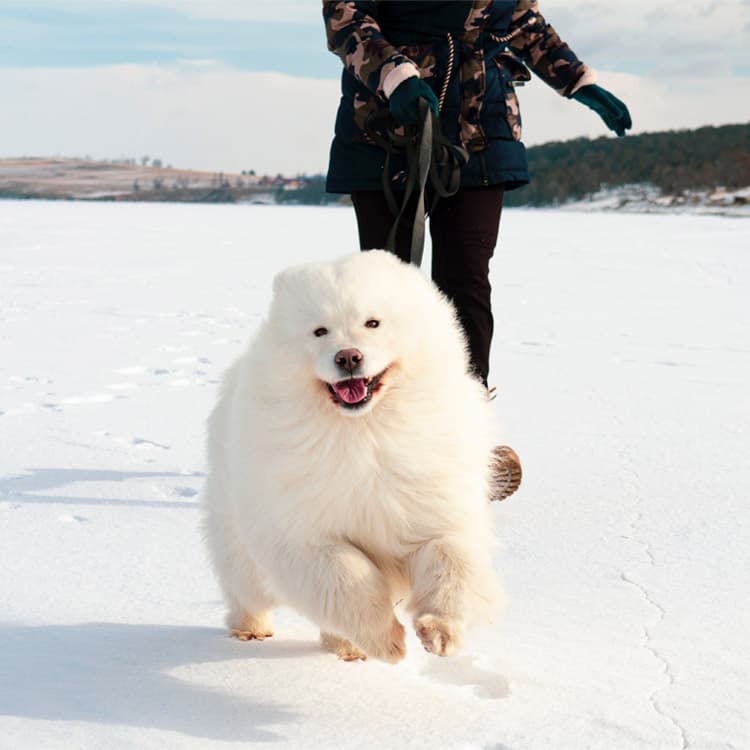 6 Travel Destinations for Dog-Friendly Winter Fun