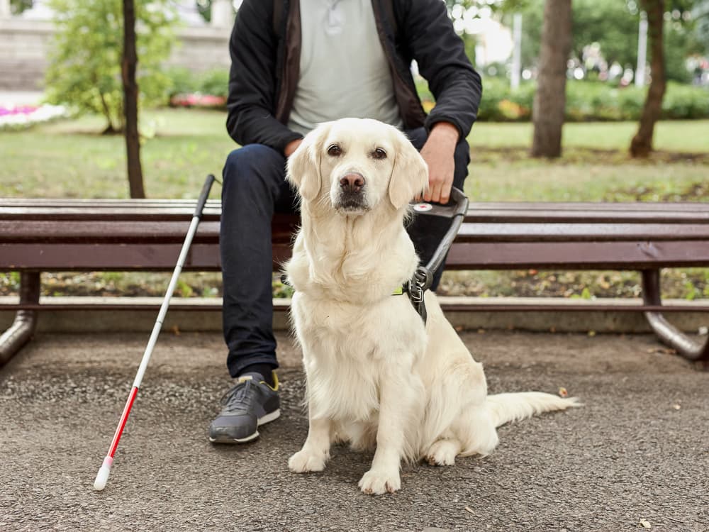 What is the Difference Between Service Dogs and Therapy Dogs?