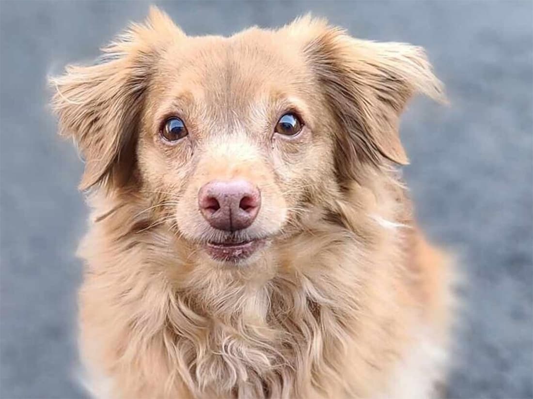 pomeranian mixed breed dog