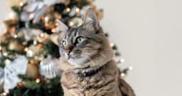 How to Keep Your Pet Safe During the Holiday Season
