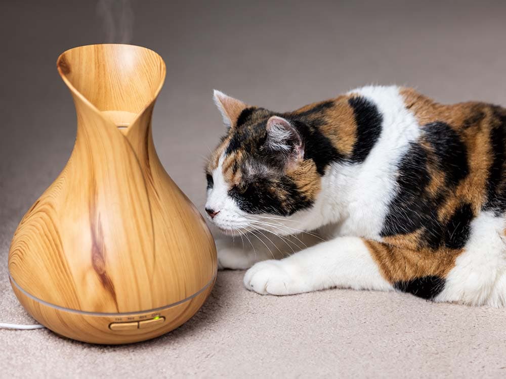 Why Essential Oils and Pets Don’t Mix