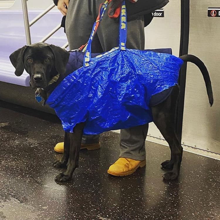 Is Your Dog Ready to Be America’s Next Top Bag-Dog?