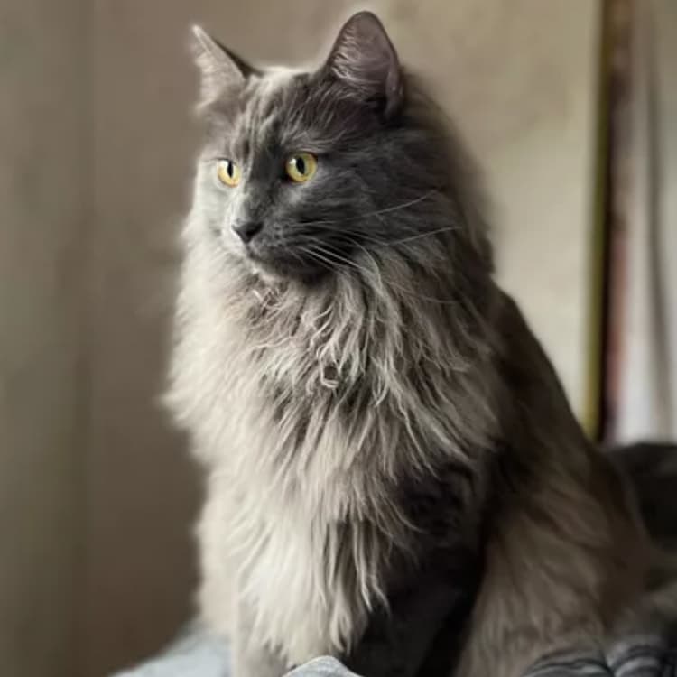 The East Palestine, Ohio Crisis Is Affecting Pets, Too