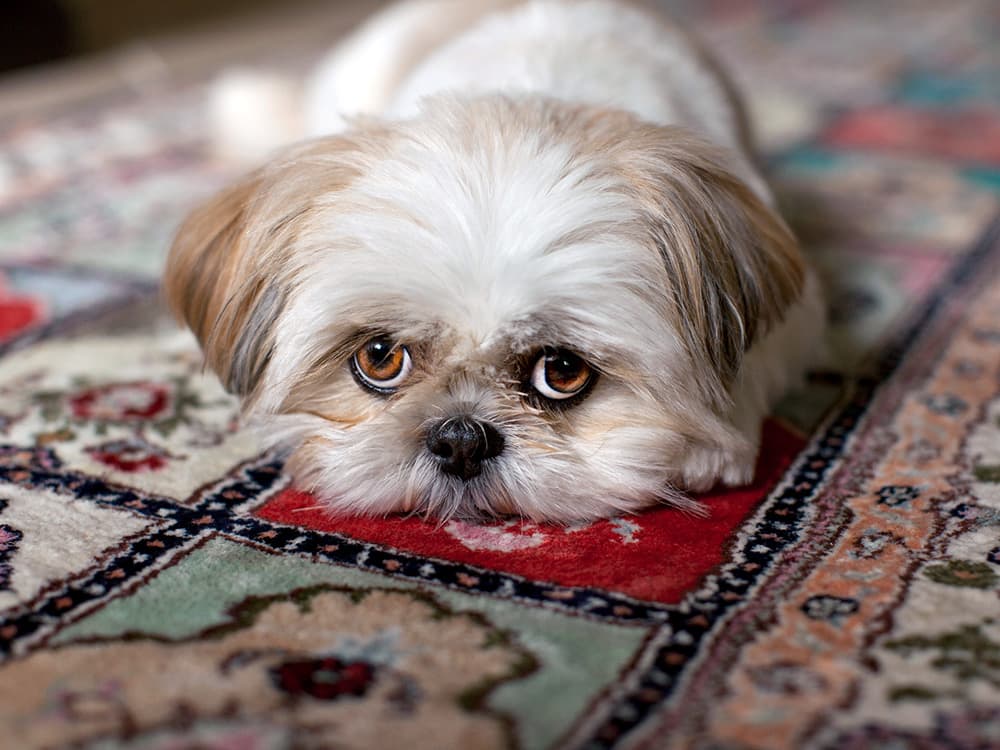 Shihtzu dog not shedding on carpet