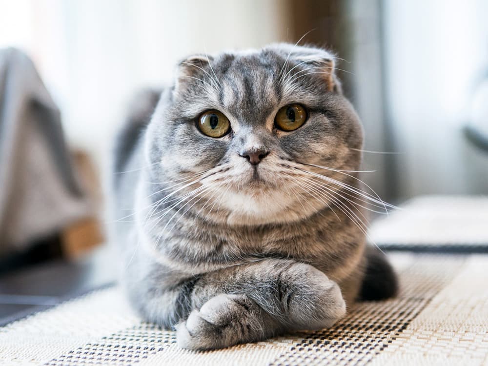 scottish fold cat sitting with cross legs