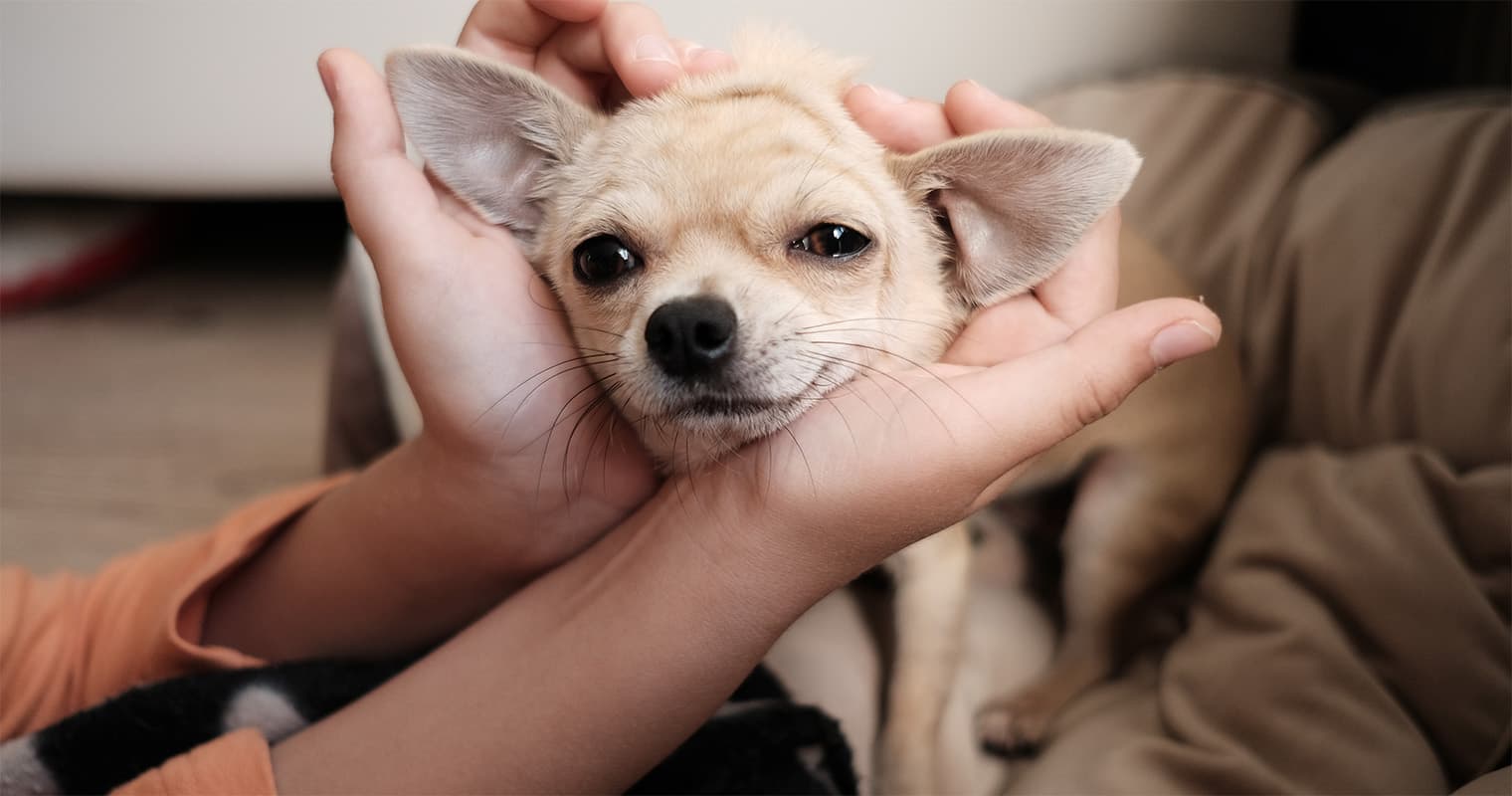 Do You Crate Your Dog at Night?