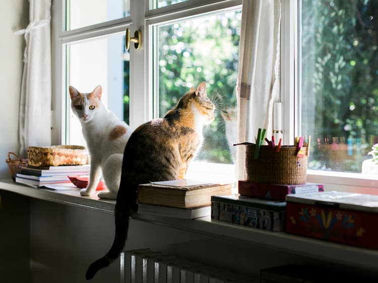 Acclimating Our Cats: A Captain’s Log