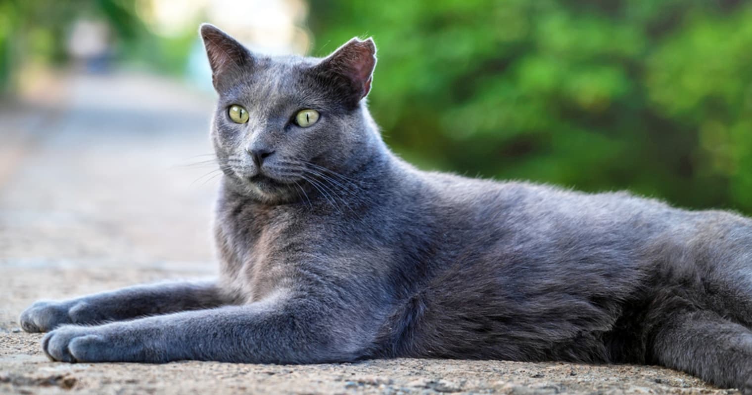 Can You Adopt an Ear-Tipped Cat?