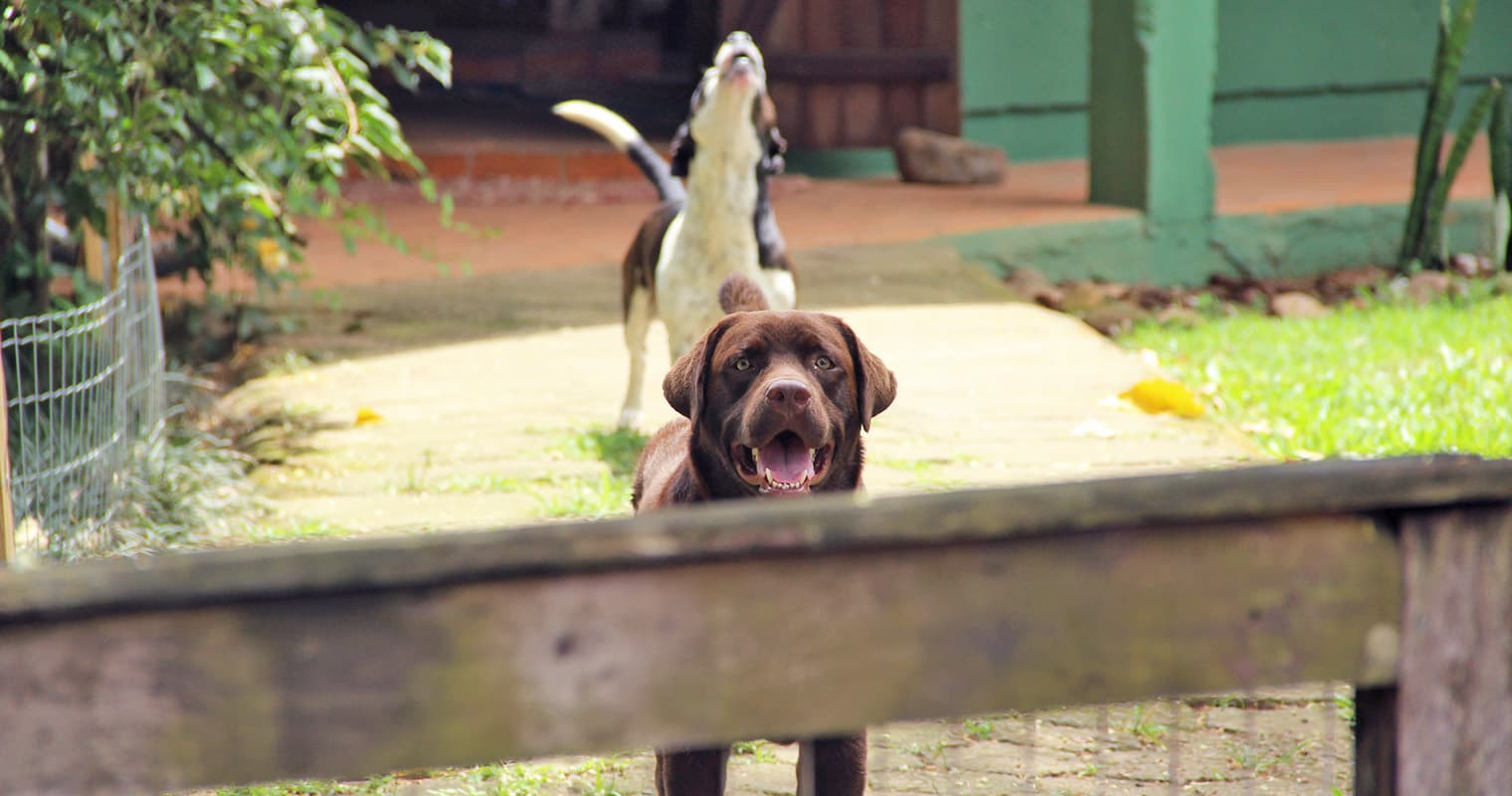 Can You Call The Police on a Barking Dog?