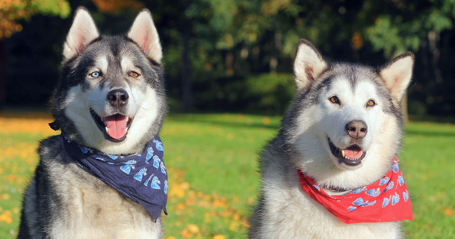 What’s the Difference Between a Malamute and a Husky?