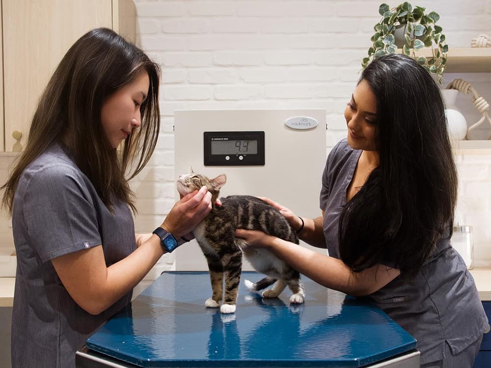 How to Find a Vet Who Loves Your Cat Like You Do