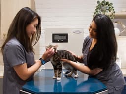 How to Find a Vet Who Loves Your Cat Like You Do