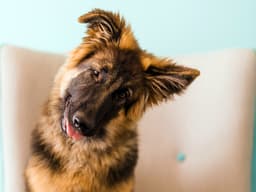 Call Alfred Hitchcock — Can Dogs Get Vertigo?