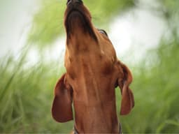 Crotch Sniffing: Crude or Customary?