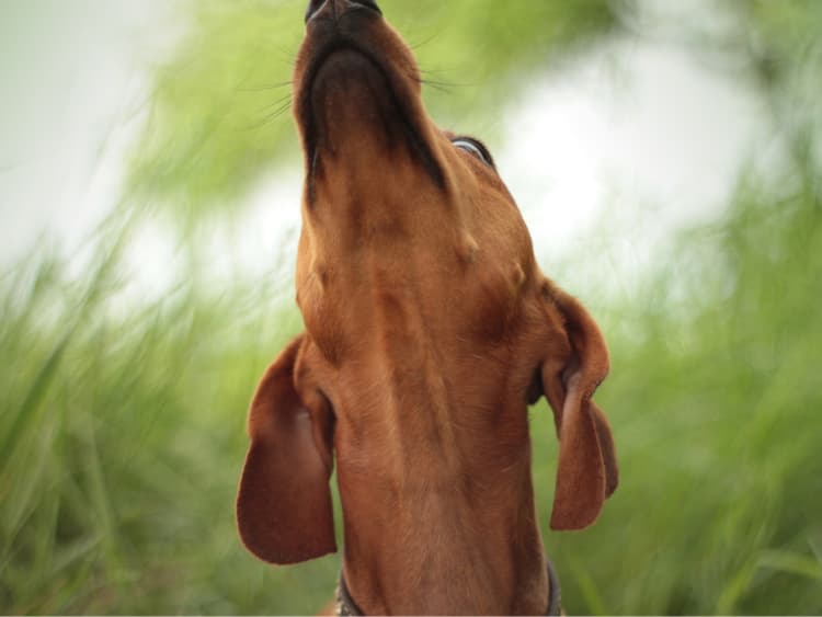 Crotch Sniffing: Crude or Customary?