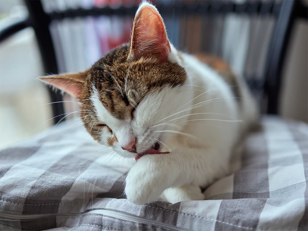 kitten grooming themselves