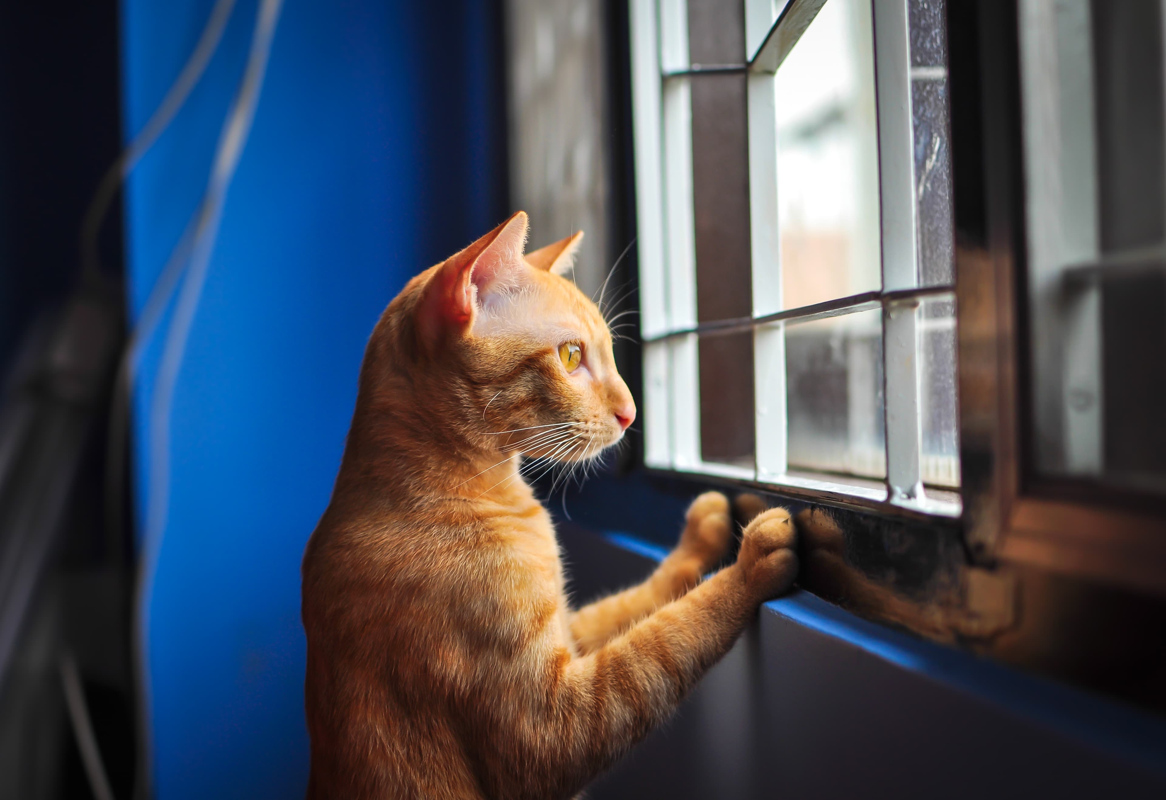 Is Your Cat’s Separation Anxiety Ruining Their Life and Yours?