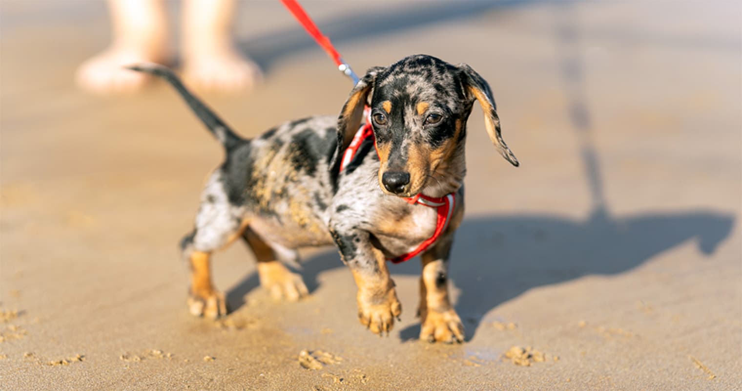 The Best Dachshund Names of 2025 for Your Dachshund Puppy