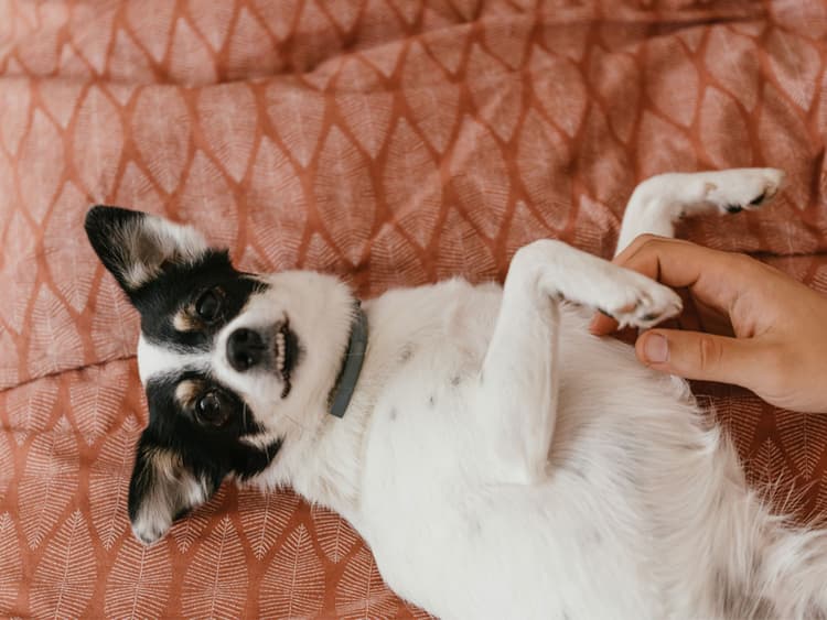 Do Placebos Work on Animals?