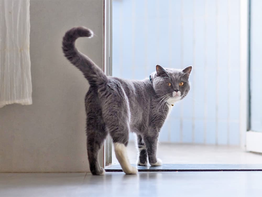 How to Stop Your Cat From Spraying