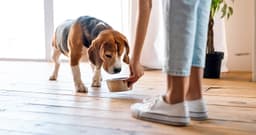 What’s a Good Feeding Schedule for My New Dog?