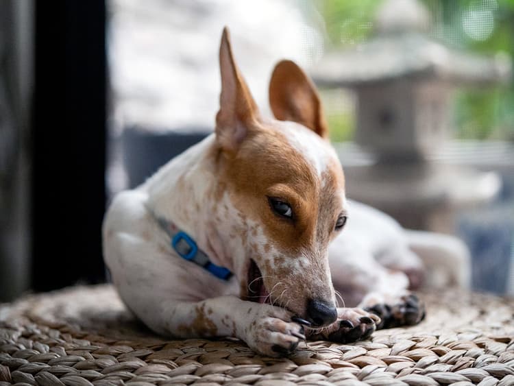 Why Do Dogs Chew Their Paws?