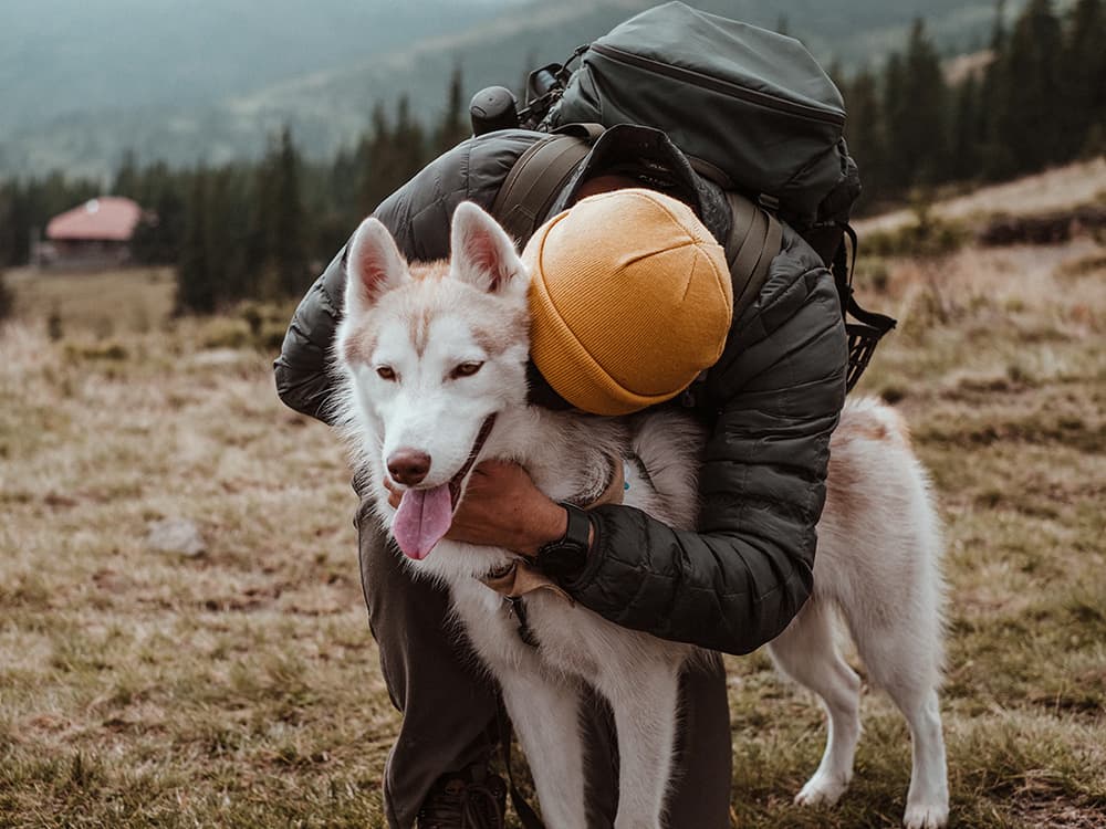 Dire Wolf Fans Create Glut of Abandoned Dogs