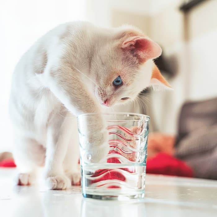 Why Do Cats Always Dip Their Paws in Water?