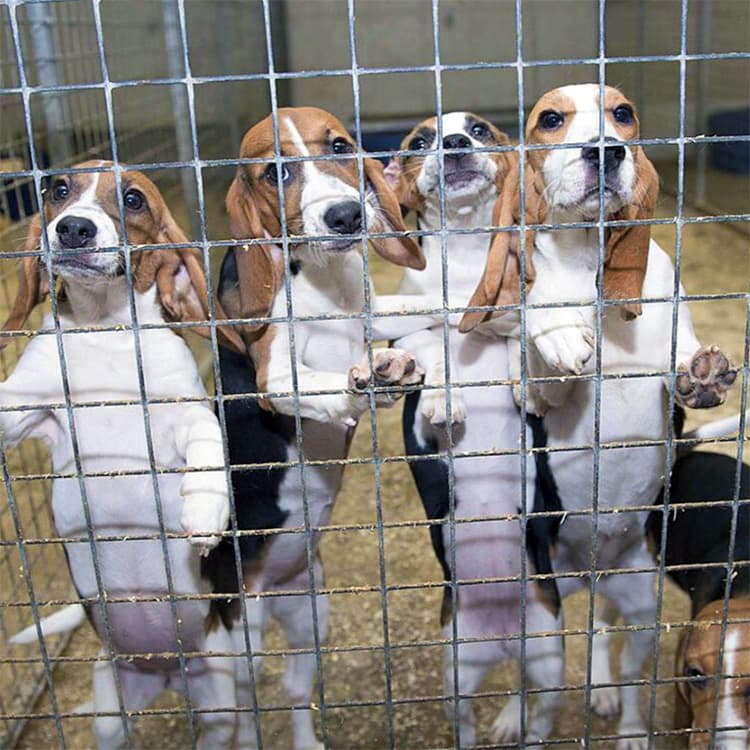 Over 200 Dogs and Cats Were Saved From an Animal Testing Lab in Oklahoma