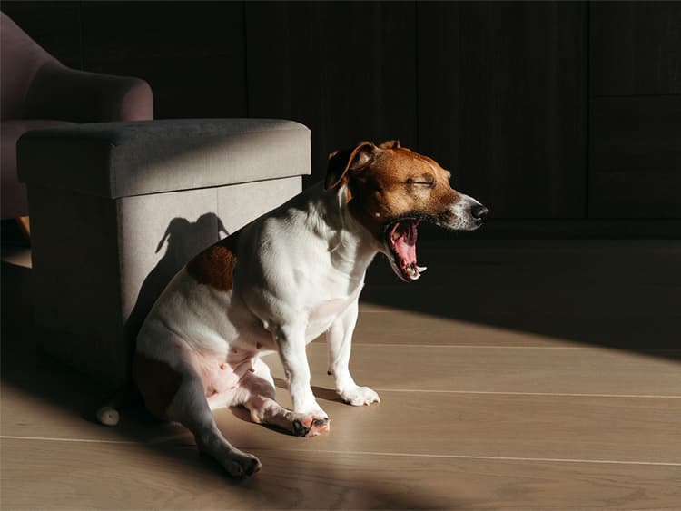 How to Help a Choking Dog and Prevent Choking In the First Place