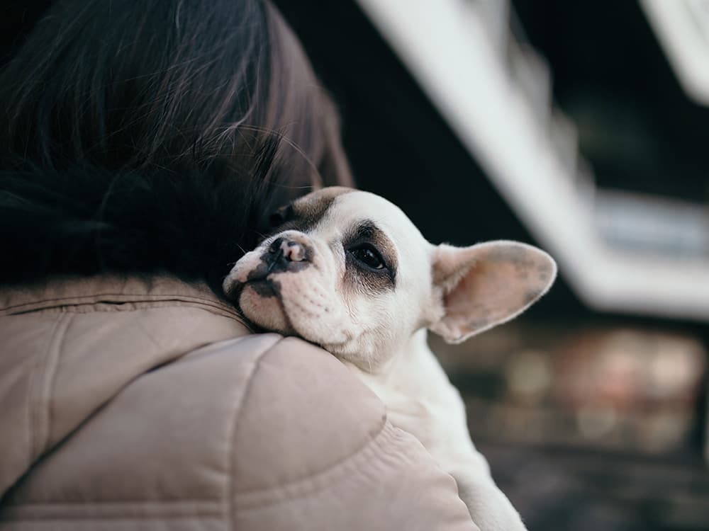 Bulldogs and Other Flat-Faced Breeds Are Being Banned. Here’s Why