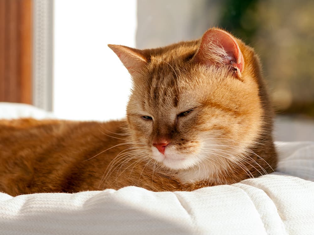 6 Ways Your Cat Could Tell You They Are in Pain