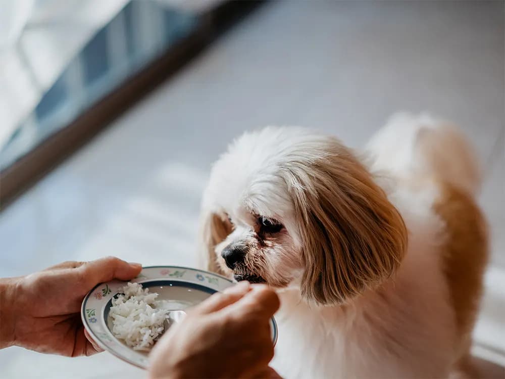dog eating rice for digestive issues