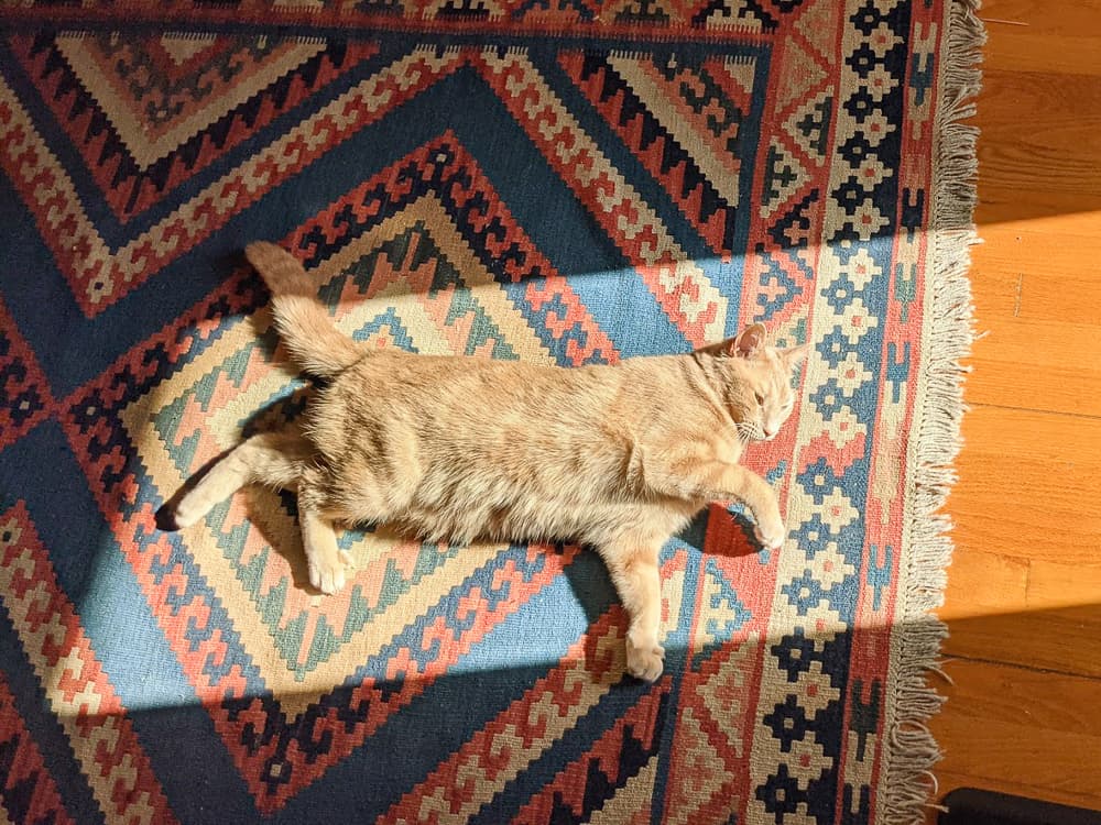 How Covid Changed My Relationship with My Cat